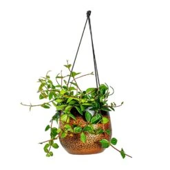Mya Hanging Planter - Shiny Mocha -Plants Sale Store Peperomia angulata rocca scuro Dark Green Beetle Radiator Plant Mya Hanging Planter Shiny Mocha b4c99ae9 5d4a 4b04 be8c 297ea5c00325