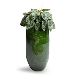 Aimee Tall Plant Vase - Pear -Plants Sale Store Peperomia argyreia Watermelon Peperomia 15x25cm Aimee Tall Plant Vase Pear 22x45cm