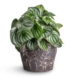 Lava Couple Straight Relic Planter - Black -Plants Sale Store Peperomia argyreia Watermelon Peperomia 15x25cm Lava Couple Straight Relic Planter Black 19x13cm e57b0b0d 83ea 442e 96e6 c72b52dc01a7