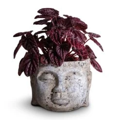 Peperomia Caperata Red Luna -Plants Sale Store Peperomia caperata Red Luna 11x20cm Buddha Plant Pot Cement 17x13cm 7cb697ad 5052 47f5 a3fd 296c73ee15cf