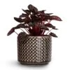 Peperomia Caperata Red Luna -Plants Sale Store Peperomia caperata Red Luna 14x30cm Thies Plant Pot Anthracite 17x15cm