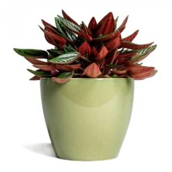 Peperomia Caperata Rosso -Plants Sale Store Peperomia caperata Rosso 10 5x15cm Sven Plant Pot Mint 13x11cm