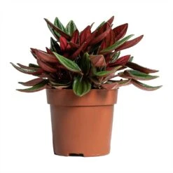 Peperomia Caperata Rosso -Plants Sale Store Peperomia caperata Rosso 10.5x15cm
