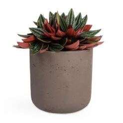 Peperomia Caperata Rosso -Plants Sale Store Peperomia caperata Rosso 10.5x15cm Charlie Plant Pot Ash Brown 15x15cm