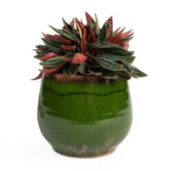 Charlotte Plant Pot - Green -Plants Sale Store Peperomia caperata Rosso 10.5x15cm Charlotte Plant Pot Green 15x13cm be3df768 4a07 49bf 8c82 69b614e201d5