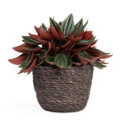 Peperomia Caperata Rosso -Plants Sale Store Peperomia caperata Rosso 10.5x15cm Igmar Plant Basket Grey 13x10cm