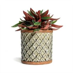 Peperomia Caperata Rosso -Plants Sale Store Peperomia caperata Rosso 10.5x15cm Liam Plant Pot Grey 14x14cm