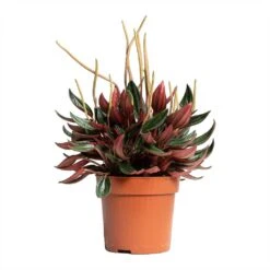 Peperomia Caperata Rosso -Plants Sale Store Peperomia caperata Rosso 10.5x15cm tall