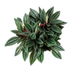 Peperomia Caperata Rosso -Plants Sale Store Peperomia caperata Rosso Leaves