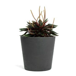 Mini Bucket Plant Pot - Black Washed -Plants Sale Store Peperomia caperata Rosso Mini Bucket Plant Pot Black Washed