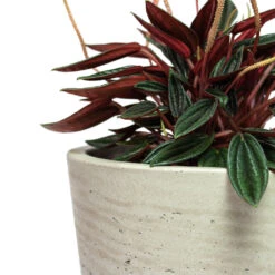 Peperomia Caperata Rosso -Plants Sale Store Peperomia caperata Rosso Mini Bucket Plant Pot Grey Washed Close Up 1e7a53cc ba1a 40f0 8e1c 930322473680