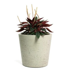 Peperomia Caperata Rosso -Plants Sale Store Peperomia caperata Rosso Mini Bucket Plant Pot Grey Washed 1127ef77 a2fe 4f65 9bdb c41b8a5a5524