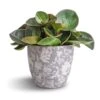 Peperomia Clusiifolia Red Margin - Red Edged Radiator Plant -Plants Sale Store Peperomia clusiifolia Red Margin Red Edged Radiator Plant 11x20cm Monza Plant Pot Vintage Grey 13x13cm