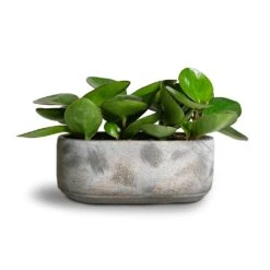 Saar Oval Plant Bowl - Earth Cement -Plants Sale Store Peperomia clusiifolia Red Margin Red Edged Radiator Plant 11x20cm Saar Oval Plant Bowl Earth Cement 26x13x11cm 2