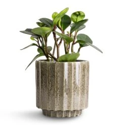 Peperomia Clusiifolia Red Margin - Red Edged Radiator Plant -Plants Sale Store Peperomia clusiifolia Red Margin Red Edged Radiator Plant 14x25cm Lugano Scalloped Plant Pot Green 16x16cm