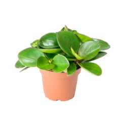 Peperomia Clusiifolia Red Margin - Red Edged Radiator Plant -Plants Sale Store Peperomia clusiifolia Red Margin Red Edged Radiator Plant
