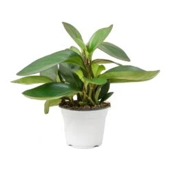 Peperomia Clusiifolia Red Margin - Red Edged Radiator Plant -Plants Sale Store Peperomia clusiifolia Red Margin Red Edged Radiator Plant Large