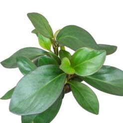 Peperomia Clusiifolia Red Margin - Red Edged Radiator Plant -Plants Sale Store Peperomia clusiifolia Red Margin Red Edged Radiator Plant Large Leaves