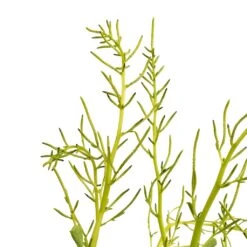 Peperomia Dolabriformis - Prayer Pepper -Plants Sale Store Peperomia dolabriformis Prayer Pepper 10.5x15cm 2