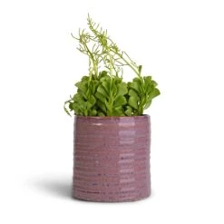 Peperomia Dolabriformis - Prayer Pepper -Plants Sale Store Peperomia dolabriformis Prayer Pepper 10.5x15cm Hera Plant Pot Purple 13x14cm
