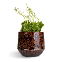 Peperomia Dolabriformis - Prayer Pepper -Plants Sale Store Peperomia dolabriformis Prayer Pepper 10.5x15cm Noud Plant Pot Marrakesh 17x15cm