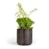Peperomia Dolabriformis - Prayer Pepper -Plants Sale Store Peperomia dolabriformis Prayer Pepper 10.5x15cm Thies Plant Pot Anthracite 13x13cm
