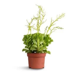 Peperomia Dolabriformis - Prayer Pepper -Plants Sale Store Peperomia dolabriformis Prayer Pepper 10.5x15cm ab5e6f84 e8e0 460a 8bcd 50f707f5be0d