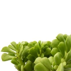 Peperomia Dolabriformis - Prayer Pepper -Plants Sale Store Peperomia dolabriformis Prayer Pepper 10.5x15cm swatch 2