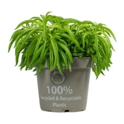 Peperomia Ferreyrae Nevada - Happy Bean -Plants Sale Store Peperomia ferreyrae Happy Bean