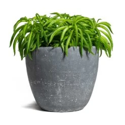 Peperomia Ferreyrae Nevada - Happy Bean -Plants Sale Store Peperomia ferreyrae Happy Bean Anne Plant Pot Blue Stone