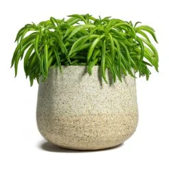 Peperomia Ferreyrae Nevada - Happy Bean -Plants Sale Store Peperomia ferreyrae Happy Bean Iris Plant Pot Sand