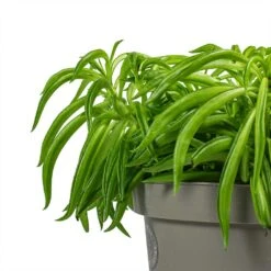Peperomia Ferreyrae Nevada - Happy Bean -Plants Sale Store Peperomia ferreyrae Happy Bean Stems