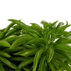 Peperomia Ferreyrae Nevada - Happy Bean -Plants Sale Store Peperomia ferreyrae Nevada Happy Bean DETAIL