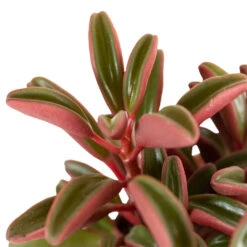 Peperomia Graveolens - Ruby Glow Radiator Plant -Plants Sale Store Peperomia graveolens Ruby Glow Radiator Plant 1