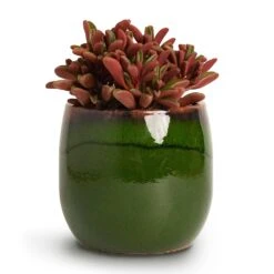 Charlotte Plant Pot - Green -Plants Sale Store Peperomia graveolens Ruby Glow Radiator Plant 10.5x17cm Charlotte Plant Pot Green 15x13cm 6e1b678a 0a33 4902 931d 3e0c19348120