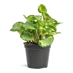 Peperomia Obtusifolia Golden Gate - Baby Rubber Plant -Plants Sale Store Peperomia obtusifolia Golden Gate Baby Rubber Plant 14cm
