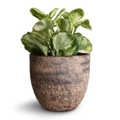 Peperomia Obtusifolia Golden Gate - Baby Rubber Plant -Plants Sale Store Peperomia obtusifolia Golden Gate Baby Rubber Plant 14x25cm Cas Plant Pot Sahara 17x15cm d75b2341 f5b8 4dbe abdd 706859f8cb71
