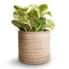 Peperomia Obtusifolia Golden Gate - Baby Rubber Plant -Plants Sale Store Peperomia obtusifolia Golden Gate Baby Rubber Plant 14x25cm Hera Plant Pot Ivory 13x14cm copy 4efb932f 05bc 466e ab0b 216203e8df6b