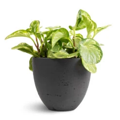 Peperomia Obtusifolia Golden Gate - Baby Rubber Plant -Plants Sale Store Peperomia obtusifolia Golden Gate Baby Rubber Plant 14x25cm Mini Jesslyn Plant Pot Black Washed 18x15cm 1