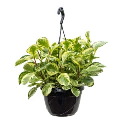 Peperomia Obtusifolia Golden Gate - Baby Rubber Plant -Plants Sale Store Peperomia obtusifolia Golden Gate Baby Rubber Plant 20cm