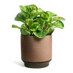 Peperomia Obtusifolia Golden Gate - Baby Rubber Plant -Plants Sale Store Peperomia obtusifolia Golden Gate Baby Rubber Plant