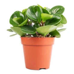 Peperomia Obtusifolia Green - Baby Rubber Plant -Plants Sale Store Peperomia obtusifolia Green Baby Rubber Plant 11x20cm
