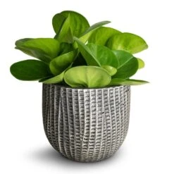 Peperomia Obtusifolia Green - Baby Rubber Plant -Plants Sale Store Peperomia obtusifolia Green Baby Rubber Plant 11x20cm Feico Plant Pot Metal Black 15x13cm