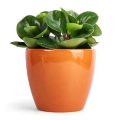 Peperomia Obtusifolia Green - Baby Rubber Plant -Plants Sale Store Peperomia obtusifolia Green Baby Rubber Plant 11x20cm Sven Plant Pot Mandarin 16x13cm ec74b063 61f6 45a2 bd6e a2e1b87bc3dc