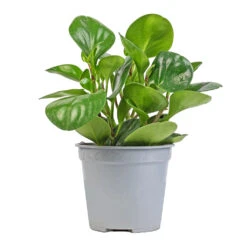 Peperomia Obtusifolia Green - Baby Rubber Plant -Plants Sale Store Peperomia obtusifolia Green Baby Rubber Plant 14x20cm
