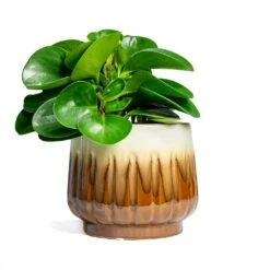 Peperomia Obtusifolia Green - Baby Rubber Plant -Plants Sale Store Peperomia obtusifolia Green Baby Rubber Plant 14x20cm Alice Plant Pot Caramel 18x16cm