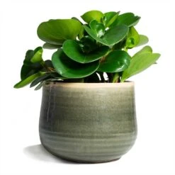 Peperomia Obtusifolia Green - Baby Rubber Plant -Plants Sale Store Peperomia obtusifolia Green Baby Rubber Plant 14x20cm Iris Plant Pot Moss Grey 18x15cm