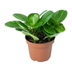 Peperomia Obtusifolia Green - Baby Rubber Plant -Plants Sale Store Peperomia obtusifolia Green Baby Rubber Plant