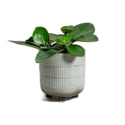 Peperomia Clusiifolia Red Margin - Red Edged Radiator Plant -Plants Sale Store Peperomia obtusifolia Green Baby Rubber Plant Denise Plant Pot Off White