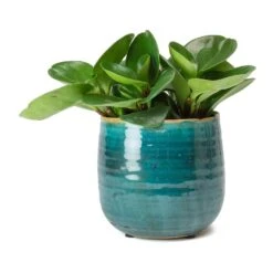 Peperomia Obtusifolia Green - Baby Rubber Plant -Plants Sale Store Peperomia obtusifolia Green Baby Rubber Plant Iris Turquoise Plant Pot
